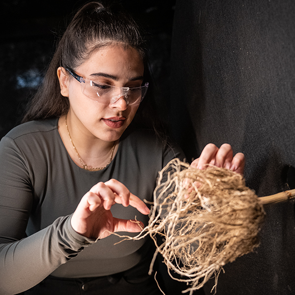 Student inspects a plant's root ball.